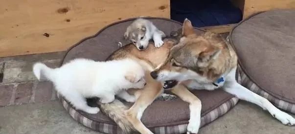 二哈生了4只宝宝,奶狗刚满月就丢给了狼犬,汪:长得不像我休闲区蓝鸢梦想 - Www.slyday.coM 二哈生了4只宝宝,奶狗刚满月就丢给了狼犬,汪:长得不像我休闲区蓝鸢梦想 - Www.slyday.coM