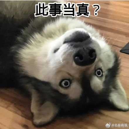 俄罗斯的狗被制裁，俄议员：我们的四足动物对西方做错了什么？休闲区蓝鸢梦想 - Www.slyday.coM