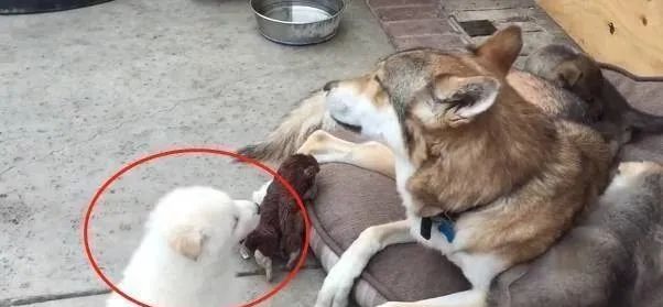 二哈生了4只宝宝,奶狗刚满月就丢给了狼犬,汪:长得不像我休闲区蓝鸢梦想 - Www.slyday.coM 二哈生了4只宝宝,奶狗刚满月就丢给了狼犬,汪:长得不像我休闲区蓝鸢梦想 - Www.slyday.coM