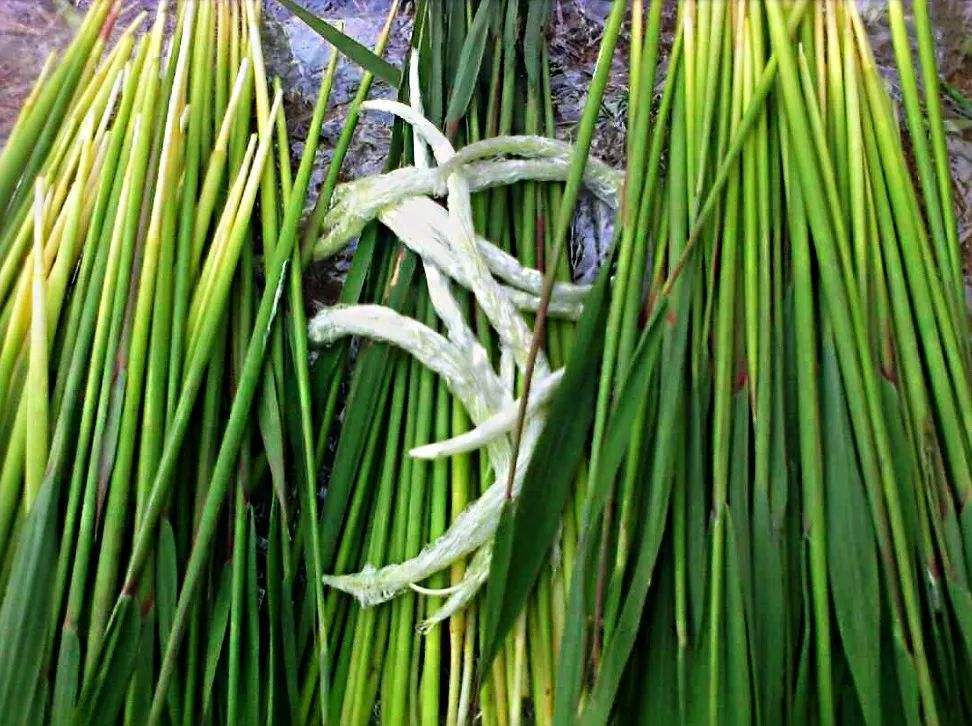 农村常见植物白茅根,煮水15分钟当茶喝,大人小孩都健康