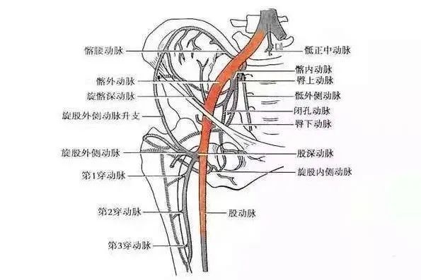 股动静脉解剖图图片