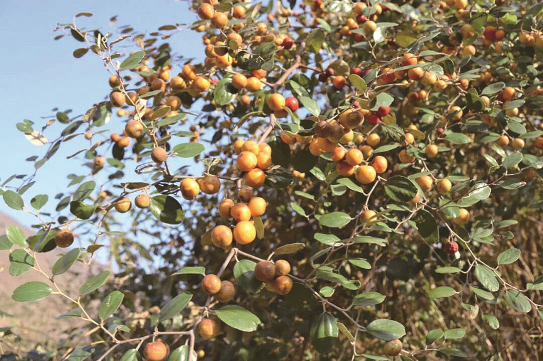 沿江河谷的味道毛枣李