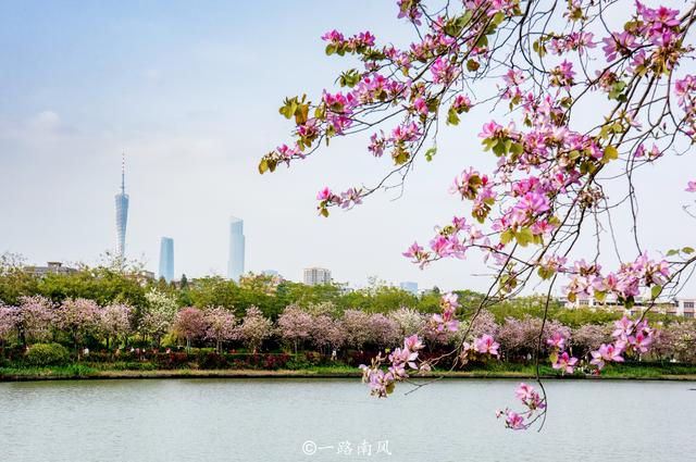 一到春天广州就变成花城除了游人如织的洲头咀海珠湿地也很美