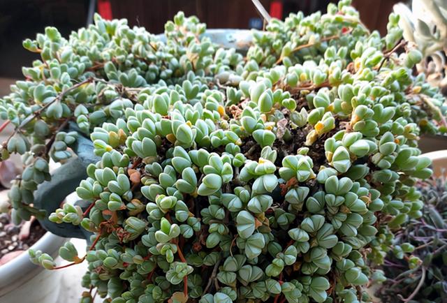 碧玉莲白凤菊鹿角海棠看似三胞胎实际大不同如何区分