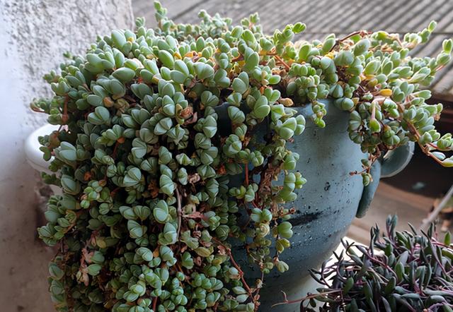 碧玉莲白凤菊鹿角海棠看似三胞胎实际大不同如何区分