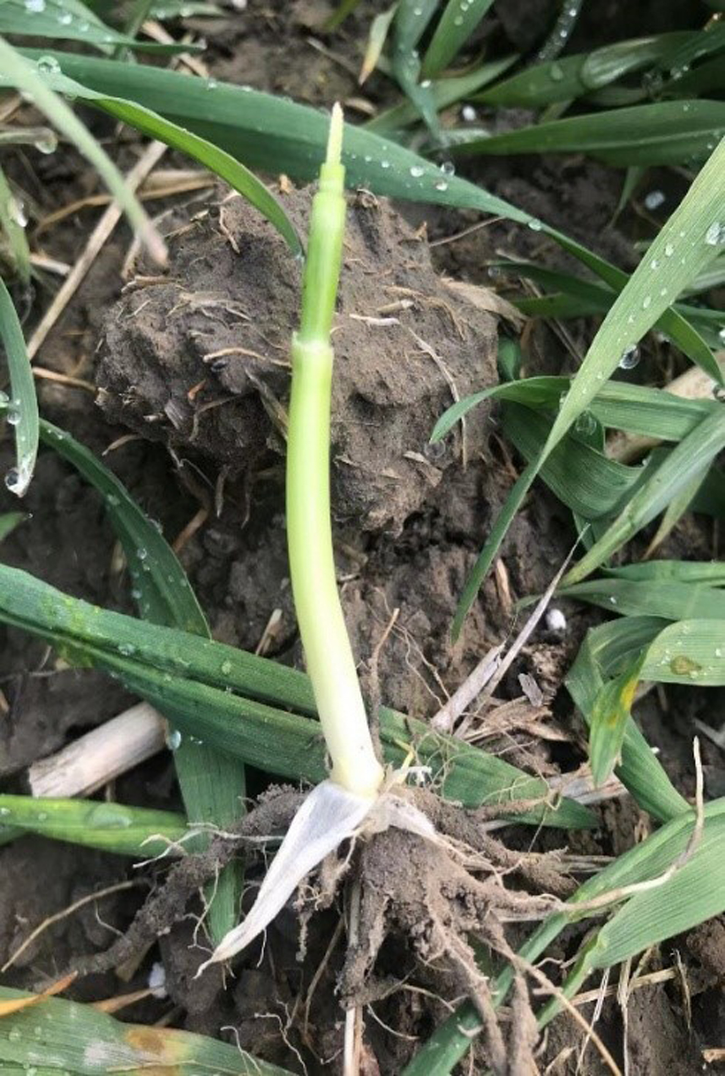 2万亩小麦进入拔节孕穗期 农技人员"保驾护航"|小麦|扬州市_新浪新闻