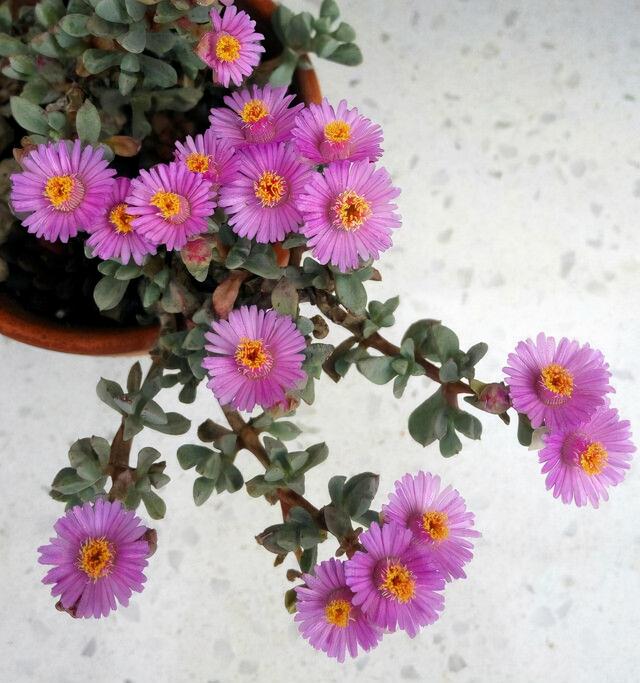 碧玉莲白凤菊鹿角海棠看似三胞胎实际大不同如何区分