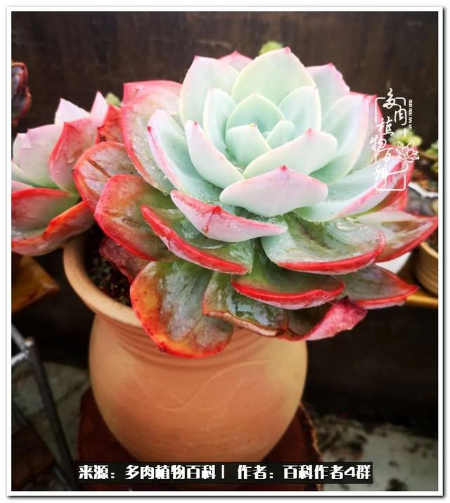 实用工具文 景天科常见多肉图鉴不完全版b系列 景天科 石莲 伽蓝菜 新浪新闻