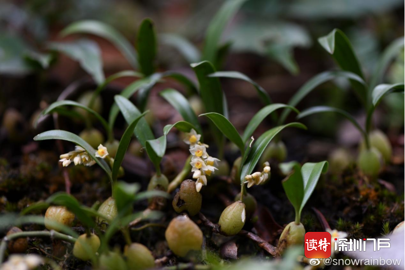 绿野深圳丨你从山中来组团挖兰花有毒还违法
