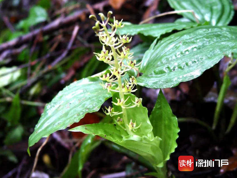 见血清 liparis nervosa(深圳市兰科植物保护研究中心 供图)