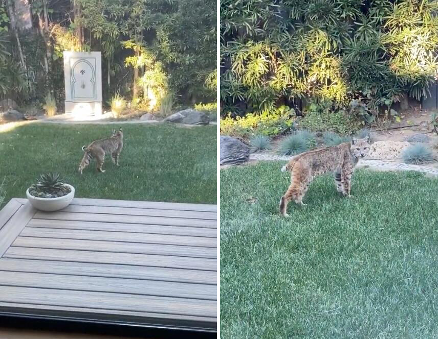美国洛杉矶一居民拍到一只猞猁罕见闯入自家花园画面休闲区蓝鸢梦想 - Www.slyday.coM