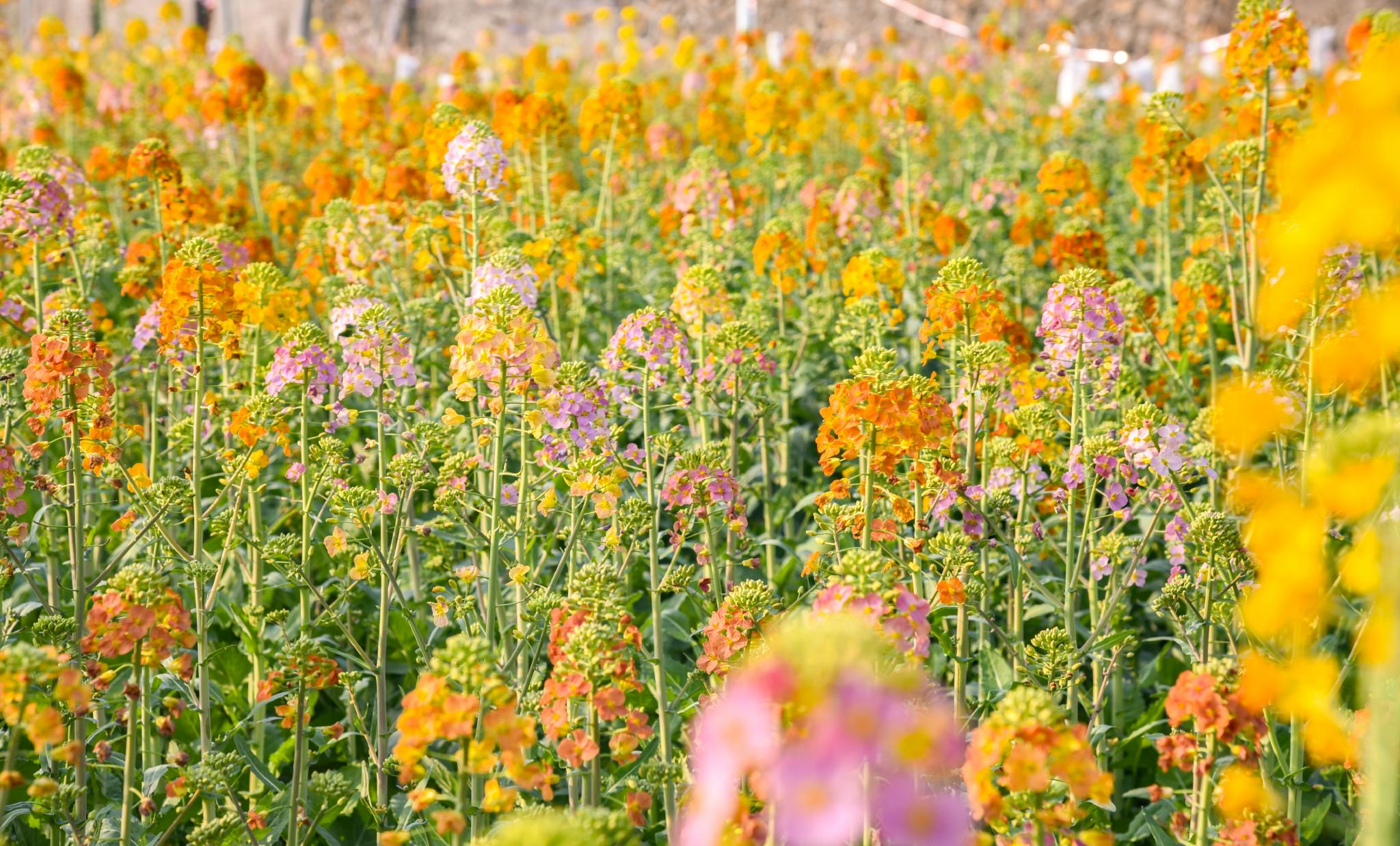 又添11色江西农大彩色油菜花突破56色