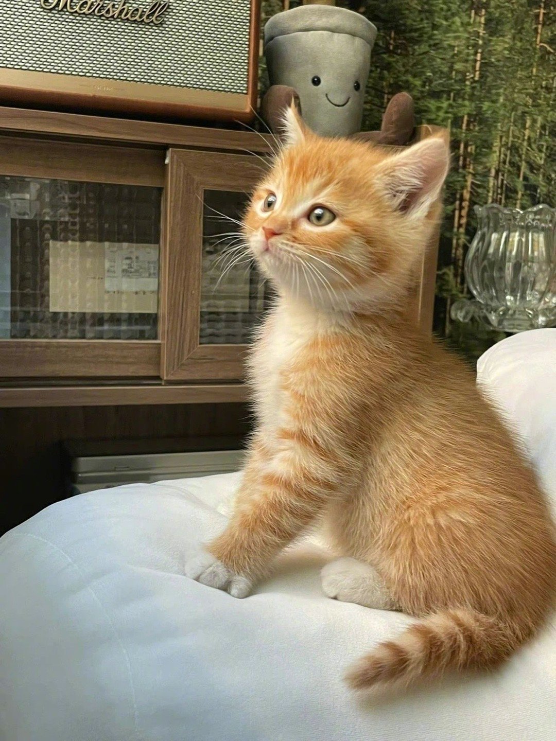 从小可爱满分的小橘子 不知道长大了会不会是另一个