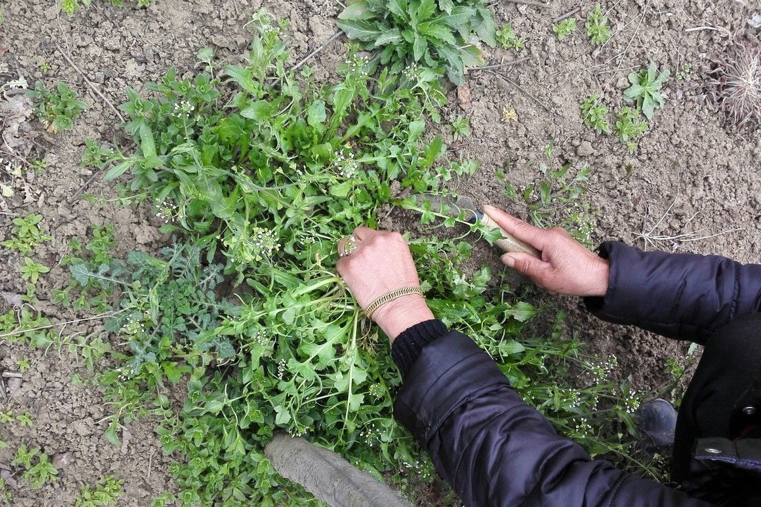 开春挖荠菜行家专找这5个地方挖满载而归回家包饺子吃