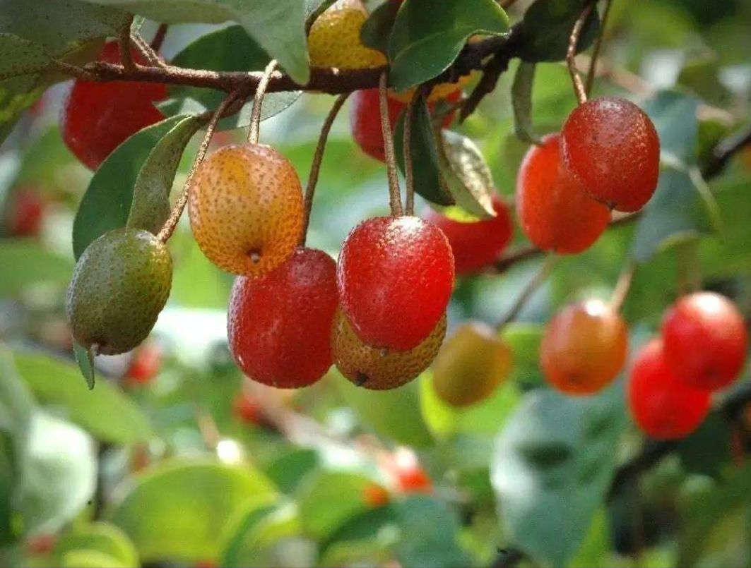 农村这种羊奶子果实成熟后吃起来是甜的植株可当盆栽可药用