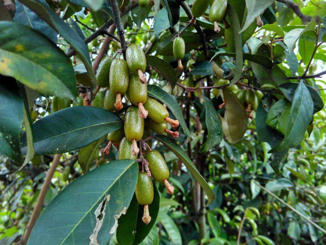 农村这种羊奶子,果实成熟后吃起来是甜的,植株可当