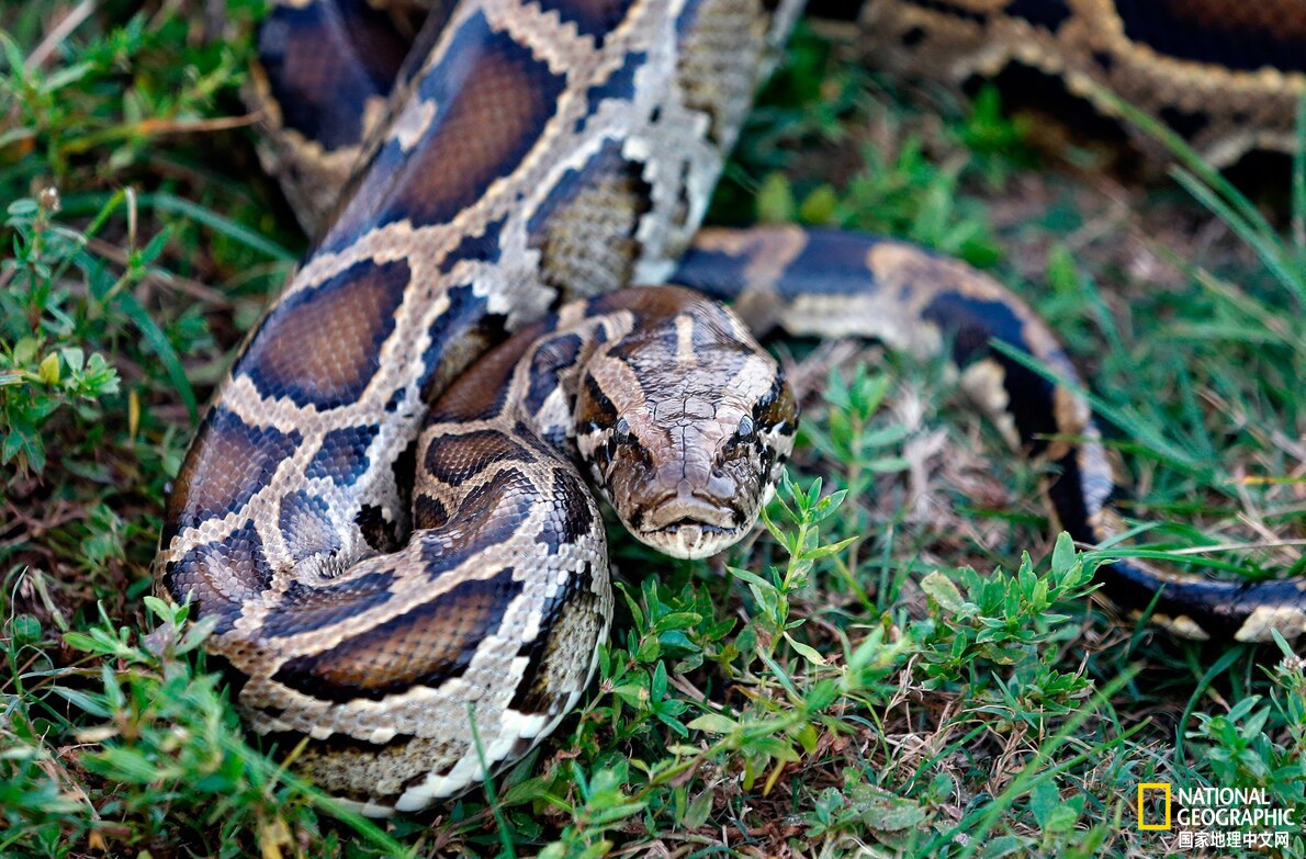 现场直击勇敢猫猫大战蟒蛇