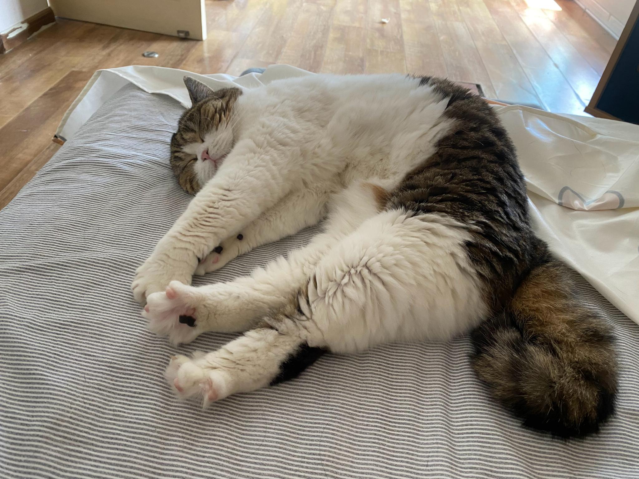 小猫咪伸懒腰jiojio开花的样子太可爱了