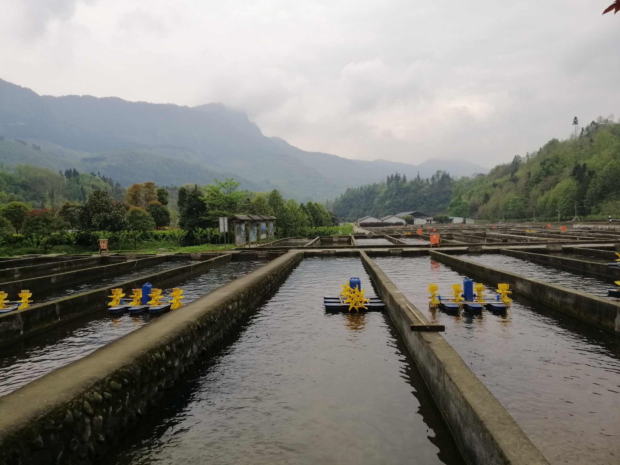 这里养殖有雅鱼,虹鳟,哲罗鲑,亚东鲑,北极鲑,裸鲤等若干高档淡水鱼.