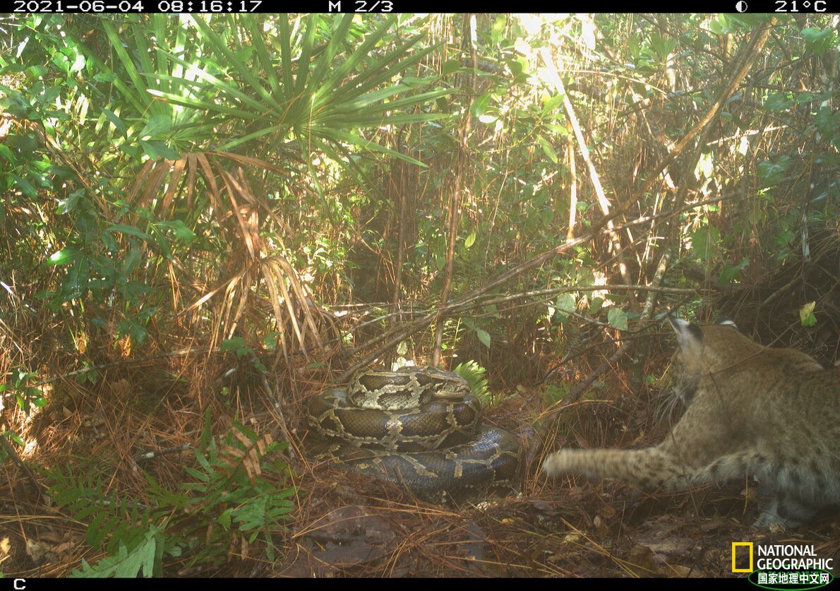 现场直击勇敢猫猫大战蟒蛇