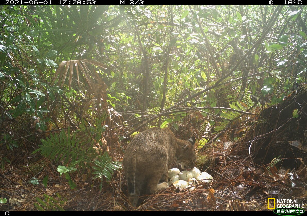 现场直击勇敢猫猫大战蟒蛇