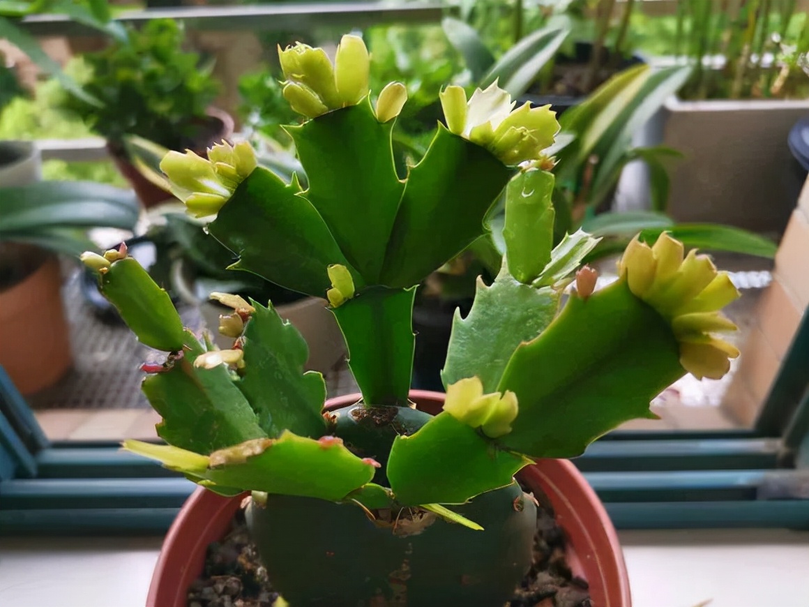 二,新嫁接蟹爪兰花期管理1,嫁接成功的蟹爪兰,正常生长到秋天的时候