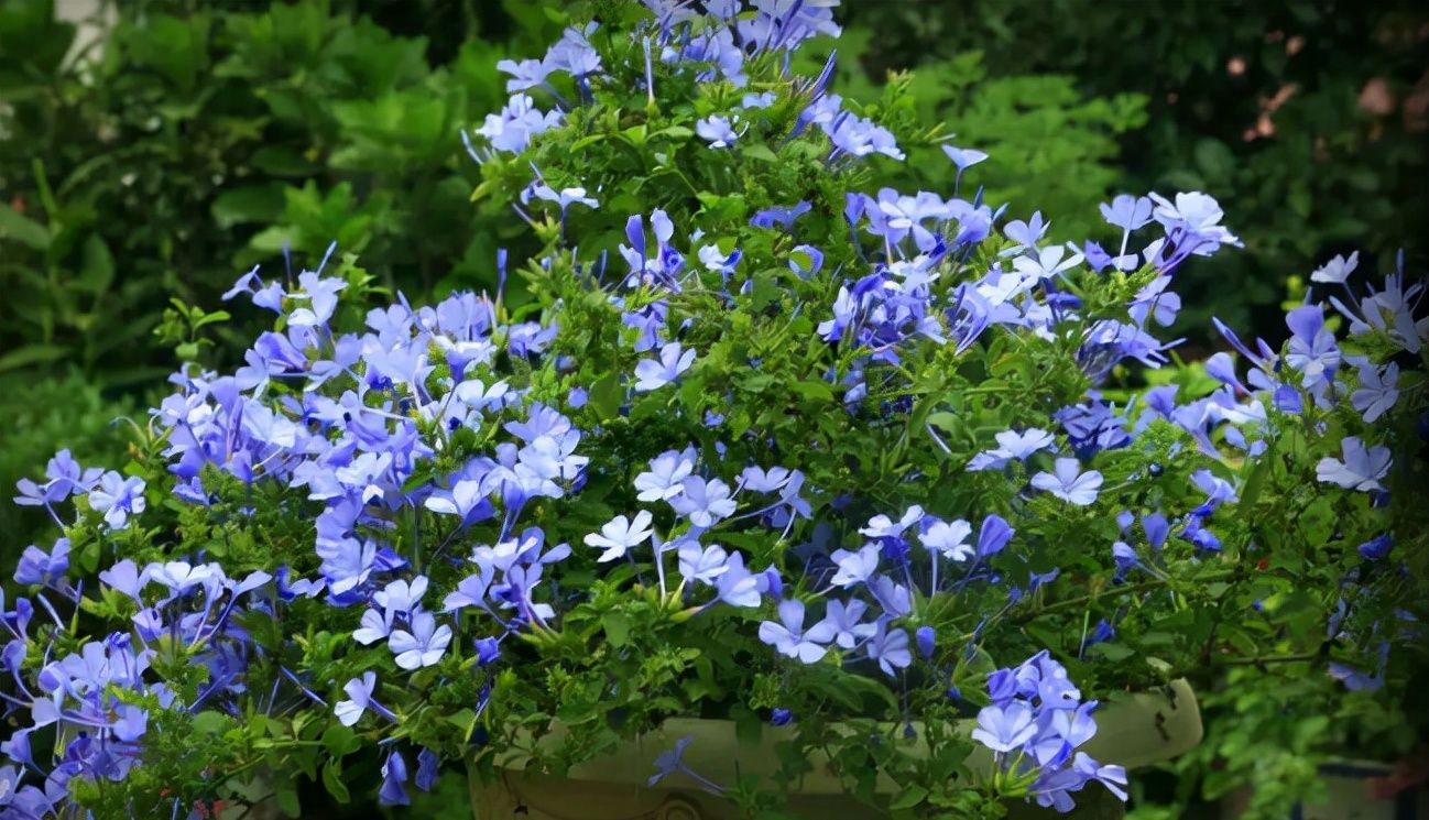 蓝雪花很漂亮开花就像蓝宝石越养越旺盛