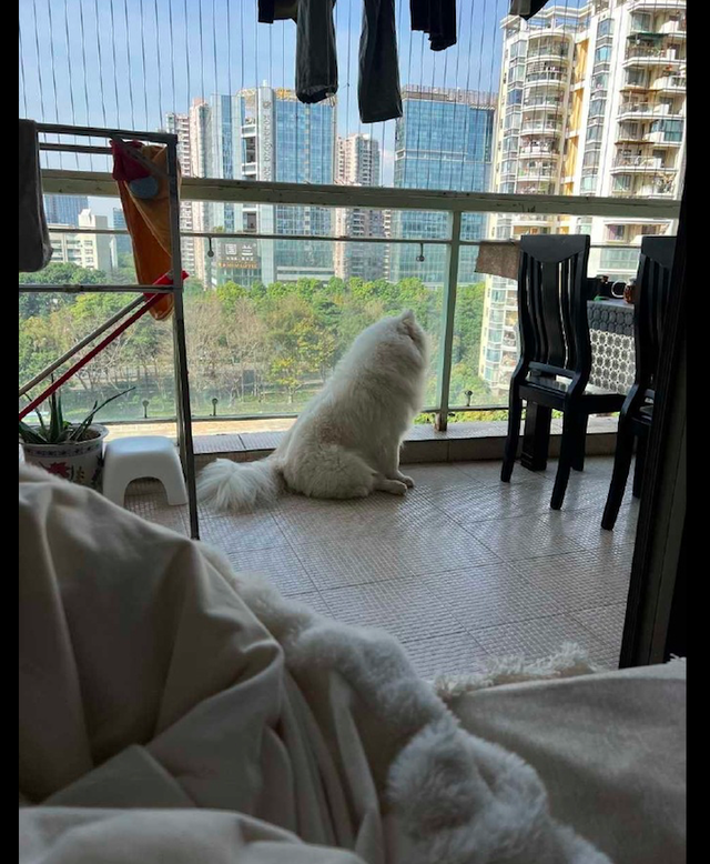 疫情在家出不了门狗狗整天待在阳台上往外看这背影有点心疼