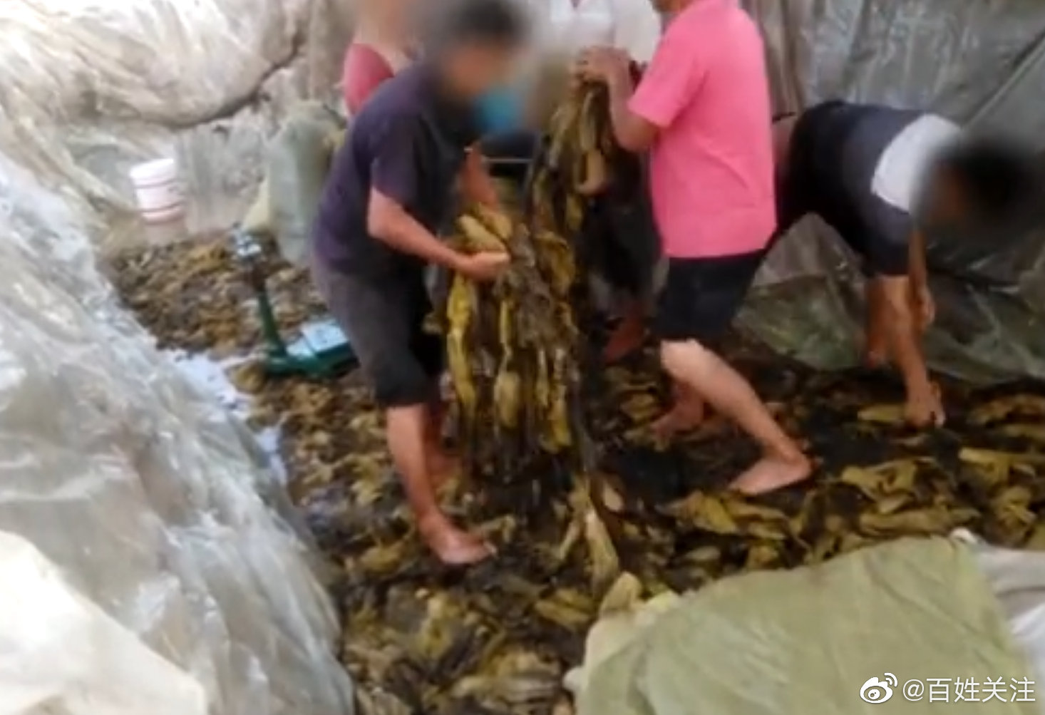 肯德基称插旗菜业并非其供应商：已勒令其撤下官网不实信息休闲区蓝鸢梦想 - Www.slyday.coM