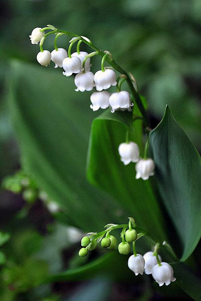 铃兰铃铛花风铃草3种铃铛花一对比原来属于不同科属