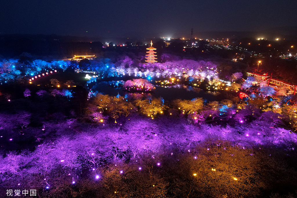 武汉东湖樱花园夜景如梦似幻引游人夜赏樱花