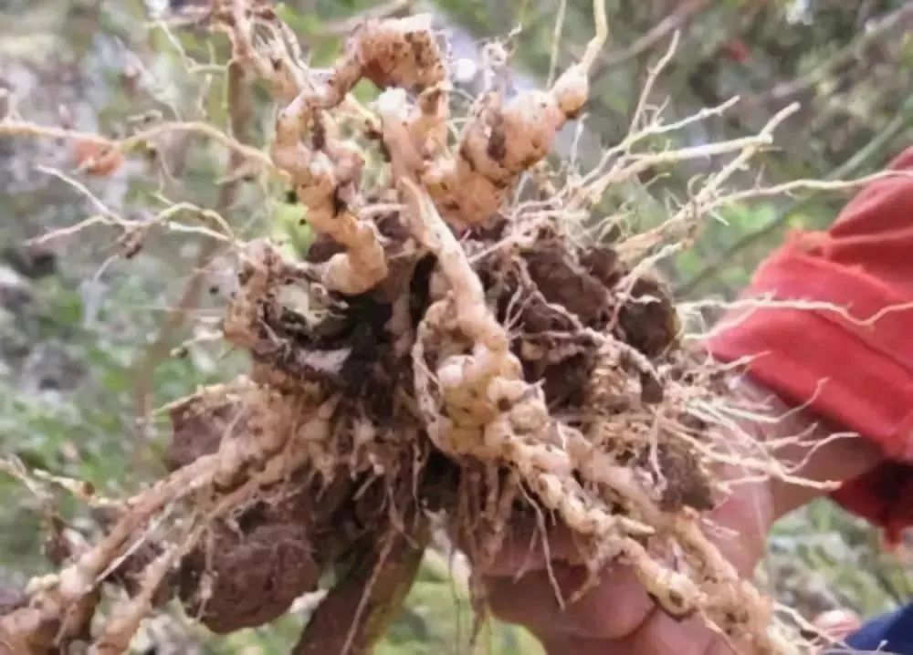 8,甘薯根结线虫病甘薯根结线虫病俗称地瘟病,靠东海,黄海沿岸发病较多