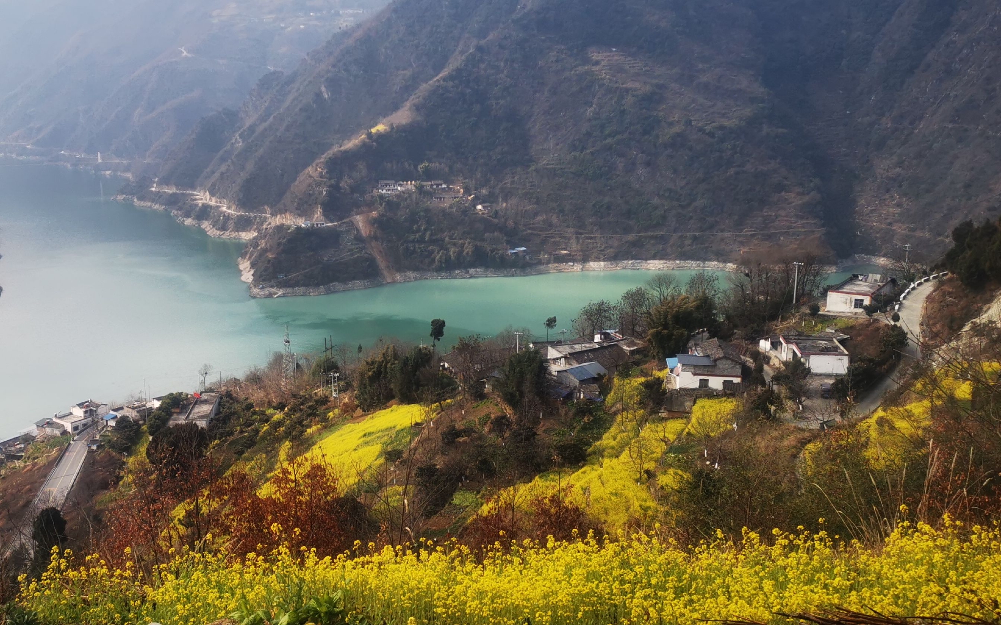 甘肃陇南文县碧口镇井地村,白龙江蜿蜒流淌,油菜花漫山遍野.