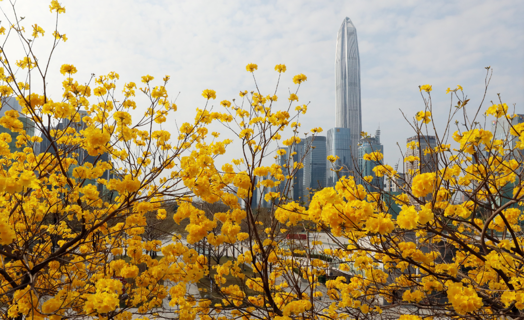 它们在各自的枝头每一朵都用力绽放像极了此刻的深圳人