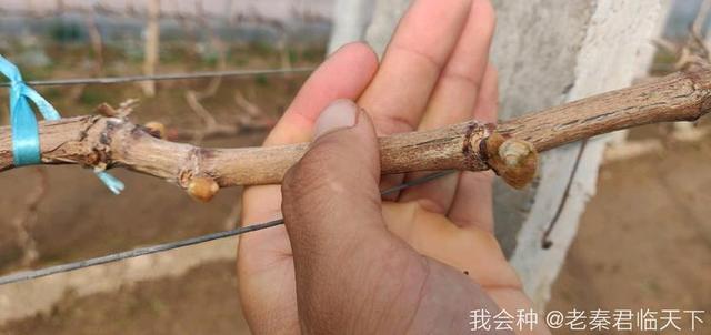 葡萄绒球了