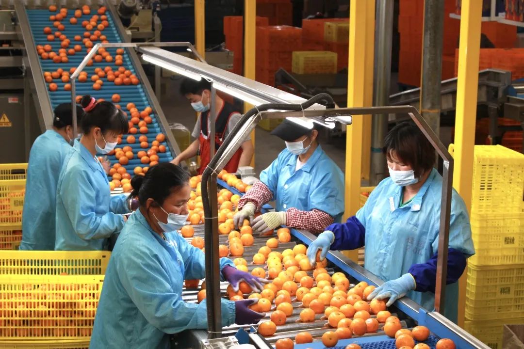 云观广西乡村振兴见闻（南宁篇）：读脱贫攻坚史 看柑橘致富路休闲区蓝鸢梦想 - Www.slyday.coM