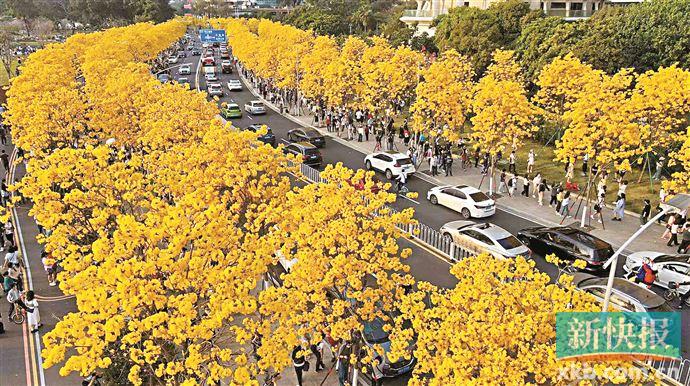海珠区南华西街黄花风铃木盛开|广州_新浪新闻