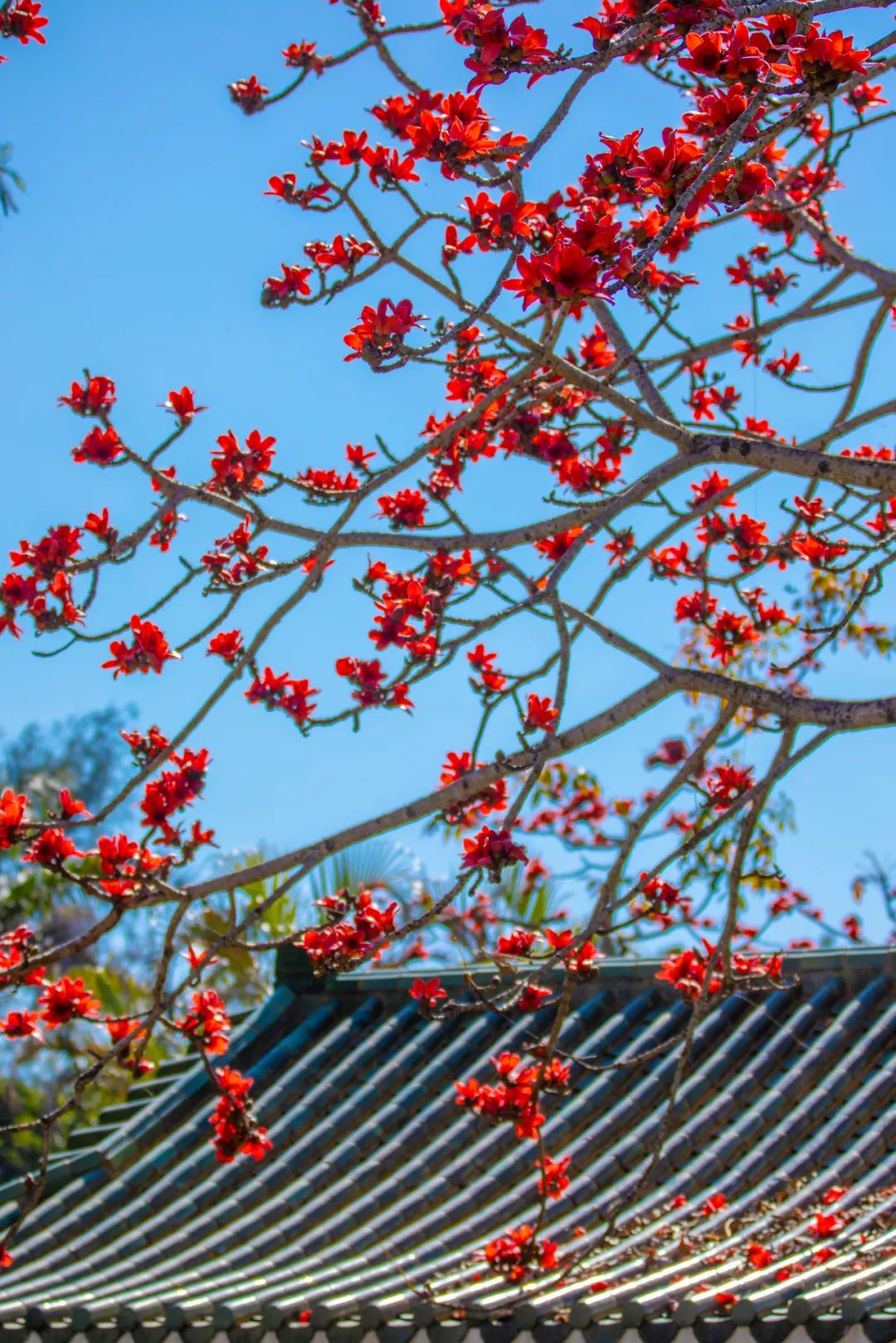 深圳各大公园,木棉花热烈盛开.