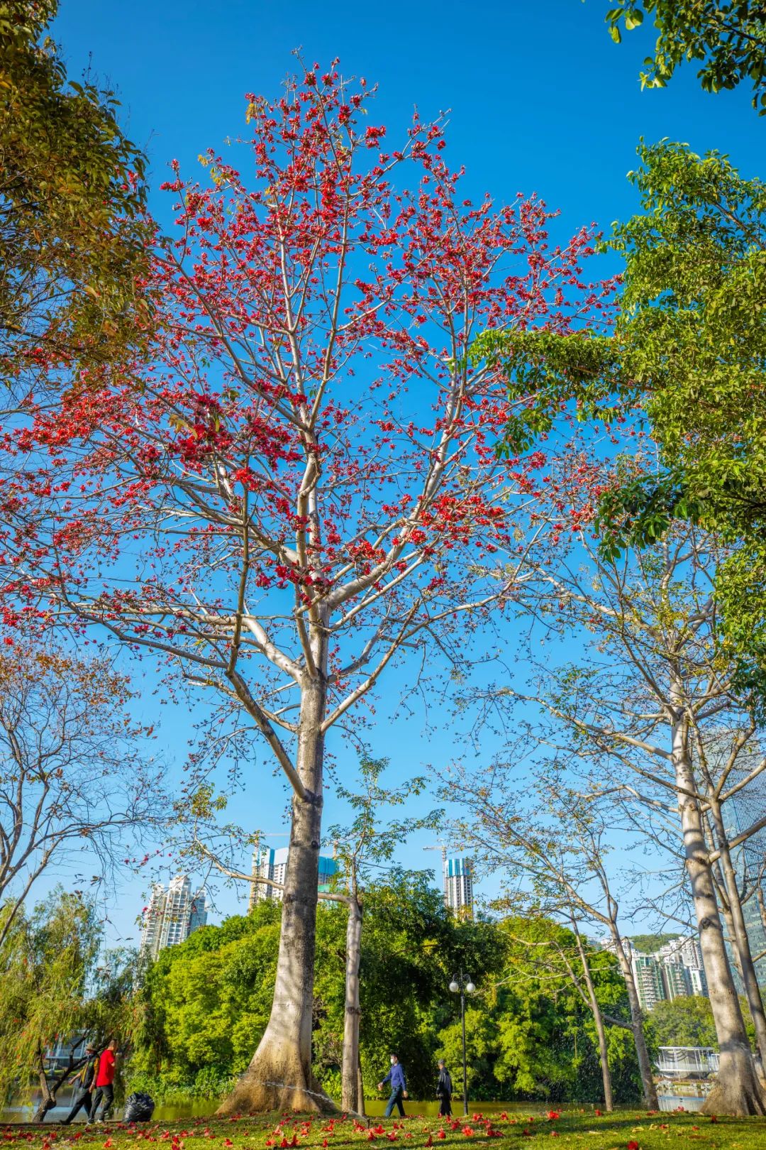 它们在各自的枝头,每一朵都用力绽放,像极了此刻的深圳人|深圳市_新浪