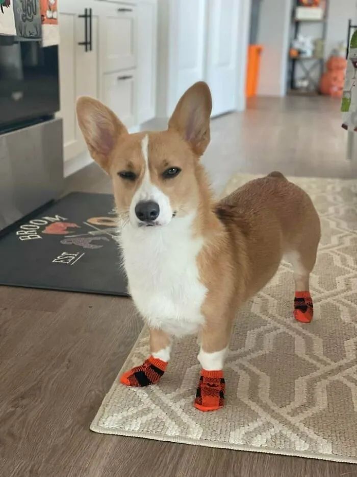 养了柯基才知道想刀一个人的眼神是藏不住的