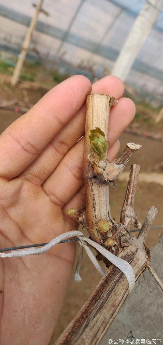 葡萄绒球了