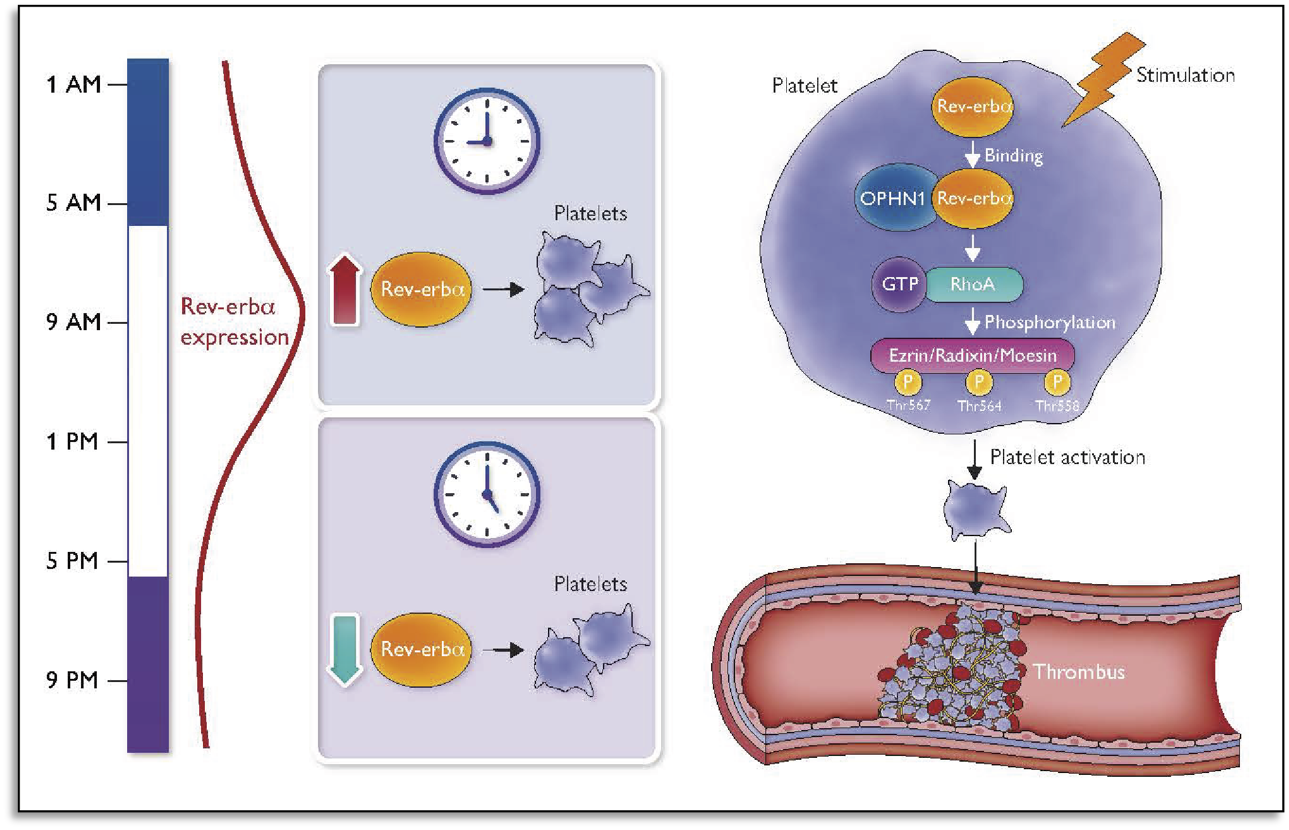 上海仁济医院心内科发现血栓性事件清晨高发的昼夜节律机制