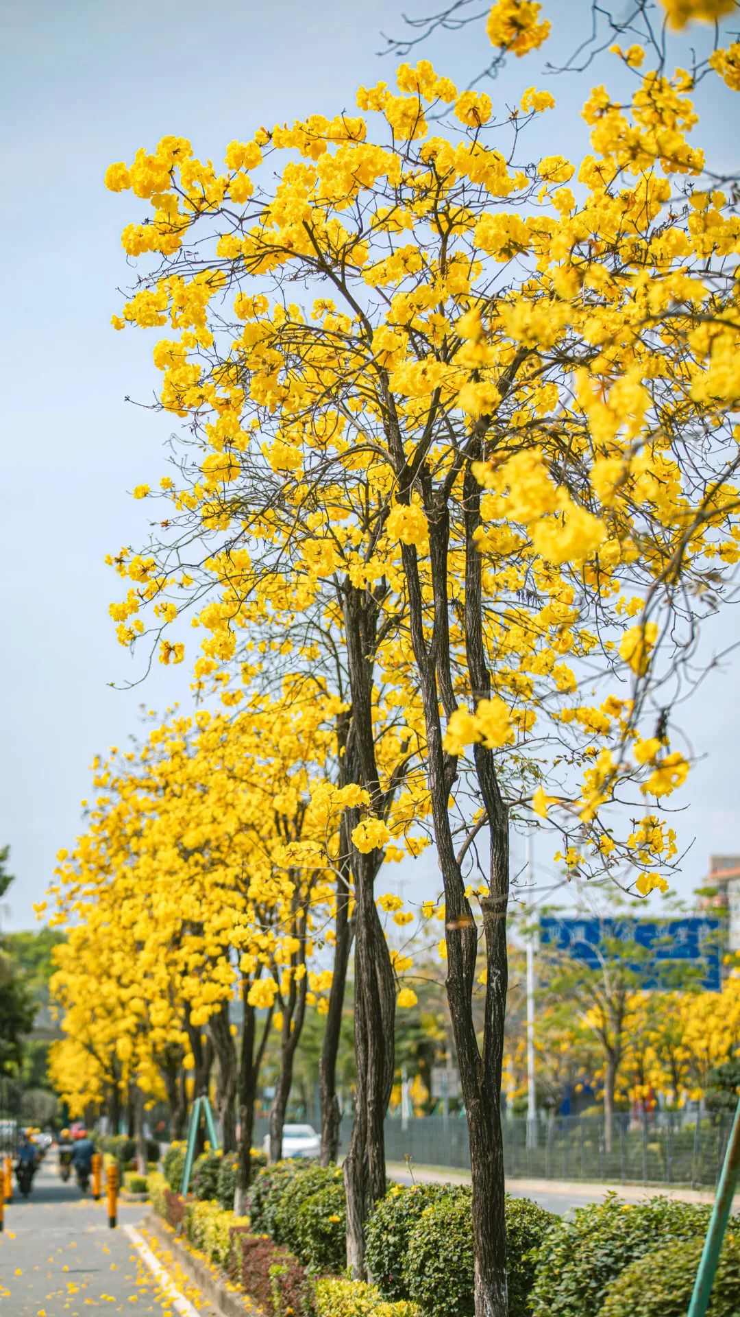 它们在各自的枝头每一朵都用力绽放像极了此刻的深圳人