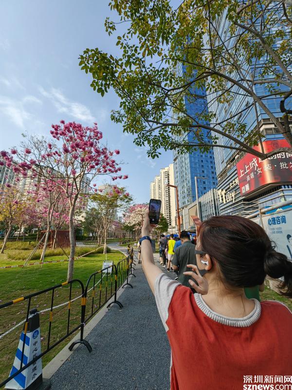 深圳南山繁花盛市民随手拍春光