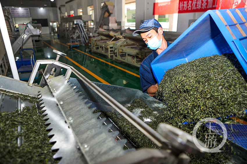春茶生产进入繁忙季