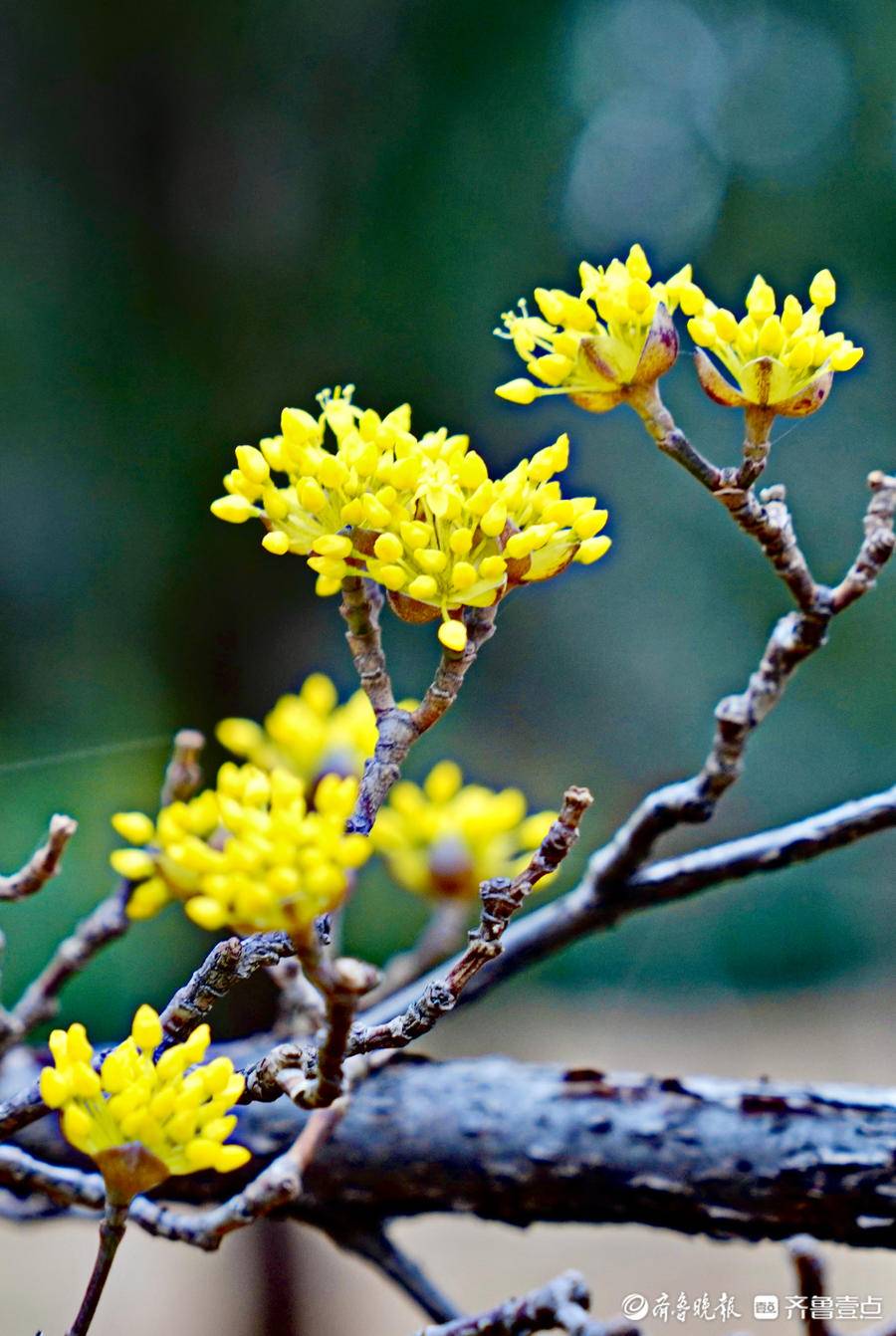 千佛山下王维诗中的山茱萸花开了