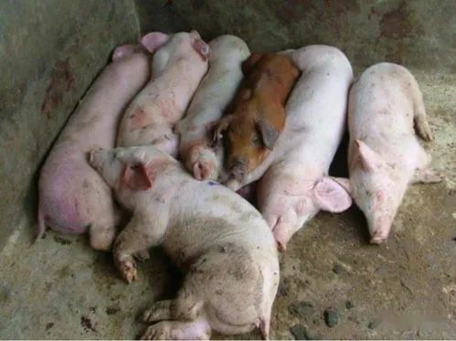 卖病死猪有毒酸笋酸豆角配送到餐饮店广西检察通报有违法者被判刑10年