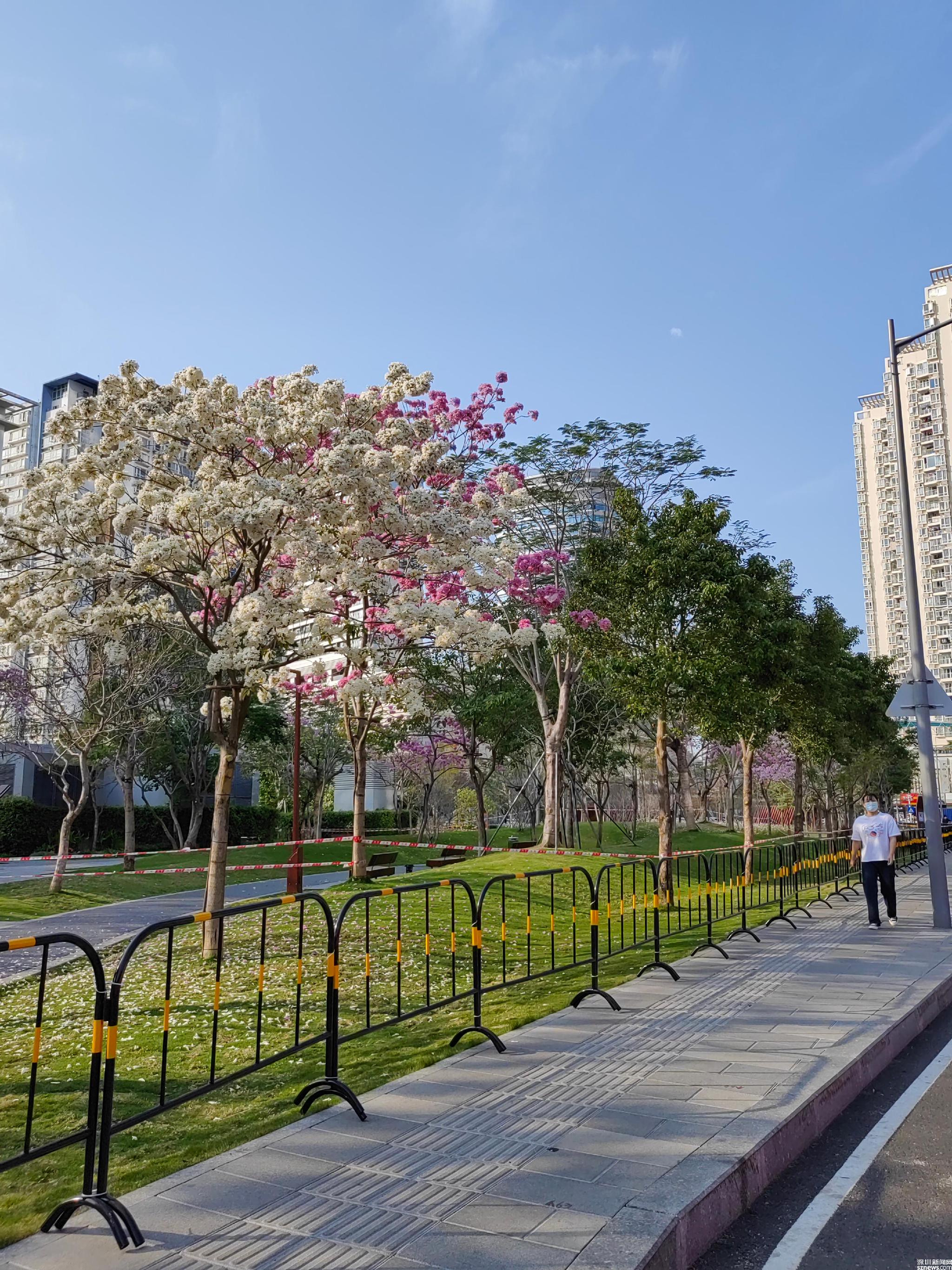 深圳南山繁花盛市民随手拍春光