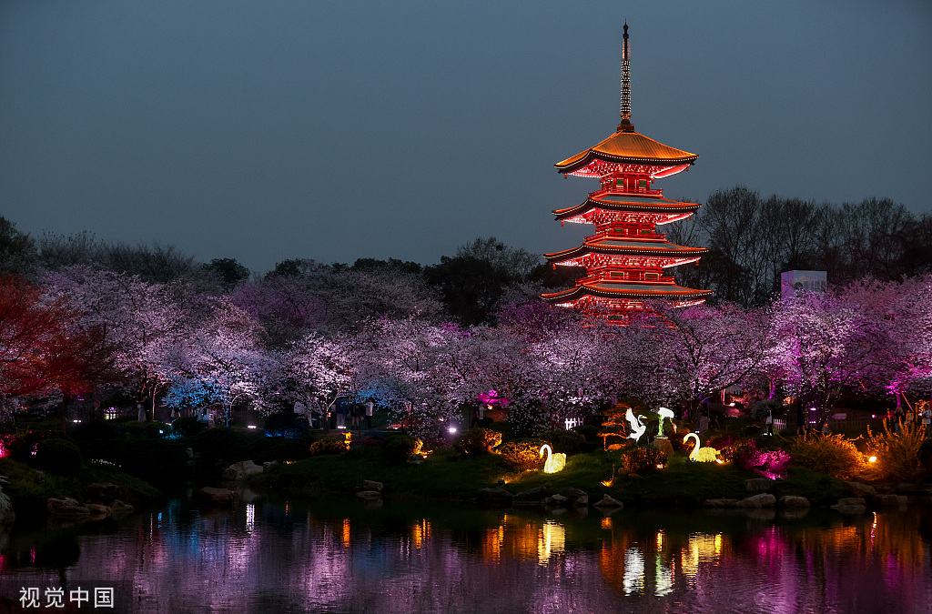 武汉东湖樱花园夜景如梦似幻引游人夜赏樱花