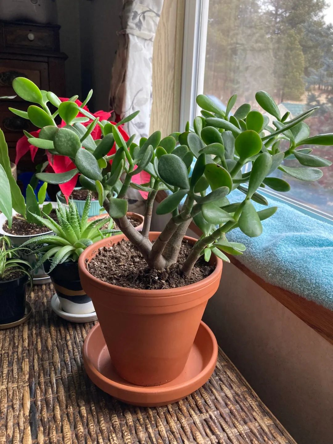 玉树图片盆景(玉树图片盆景有毒吗)